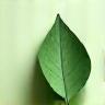 Decorative organic leaf shape